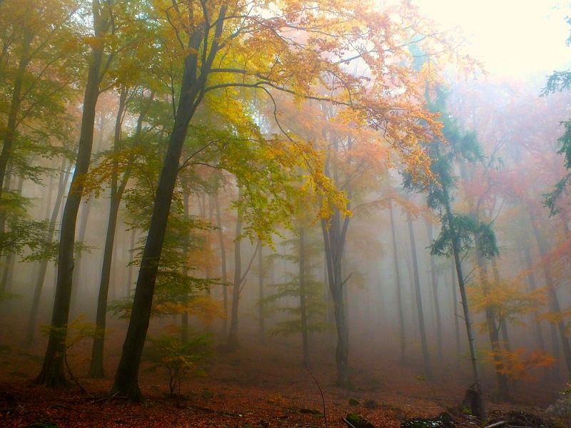 Laszlo Incze - Pădure cețoasă.jpg